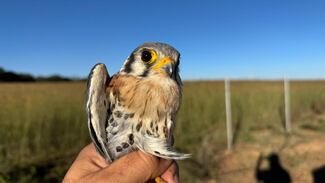 Liberan en Tlajomulco a un cernícalo americano rehabilitado por especialistas