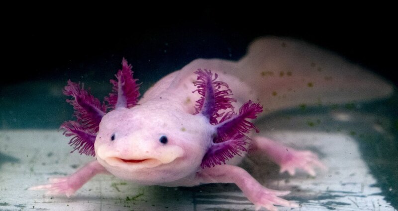 Axolotl, una salamandra mexicana en peligro de extinción