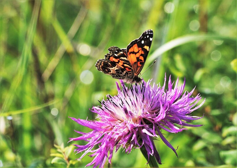 Mariposa monarca en flor morada