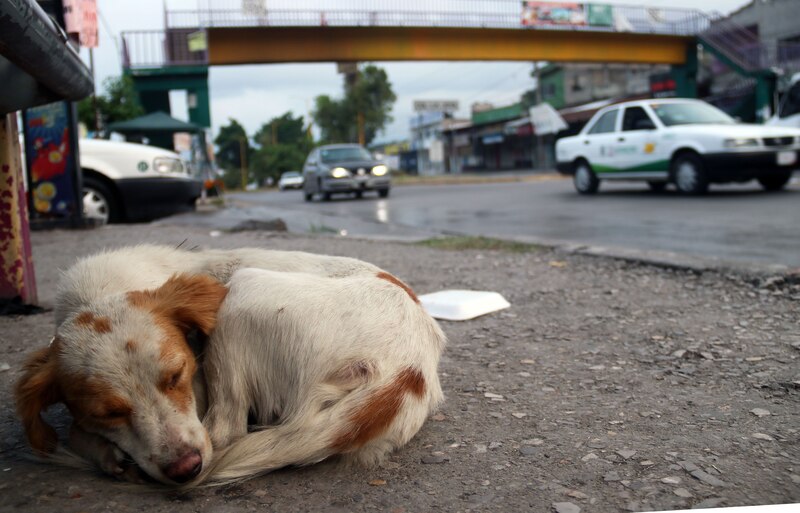 Perro callejero duerme en la calle