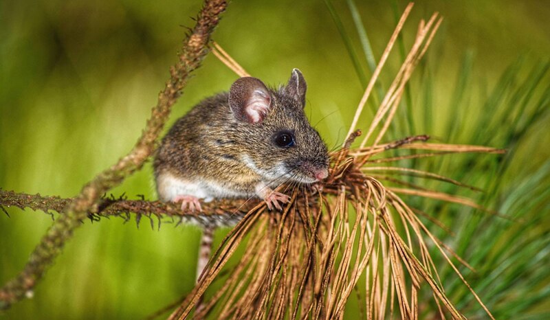 Ratón de campo sobre una rama