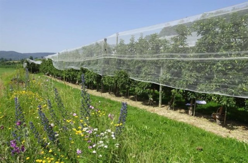 Cultivo de manzanas en huerto con malla anti-insectos