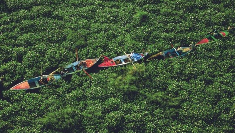 Embarcaciones en un mar de plantas