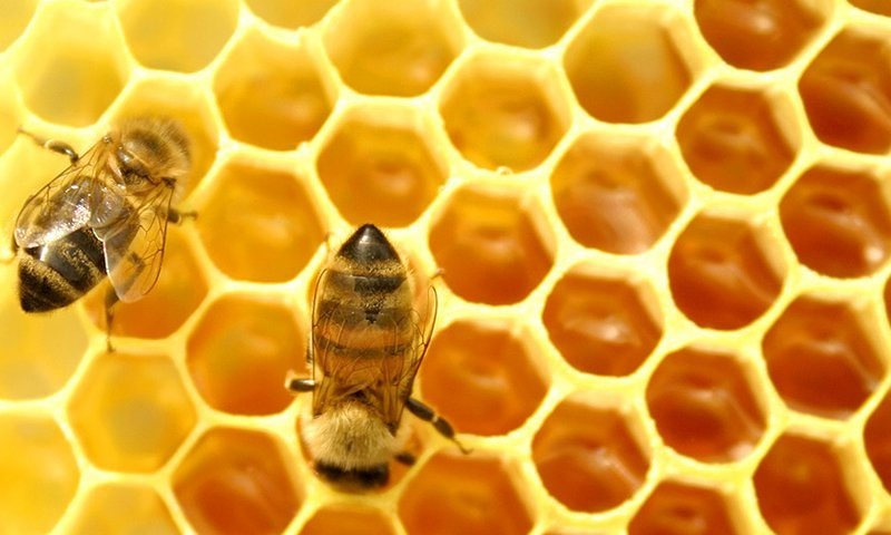 Abejas en un panal de miel