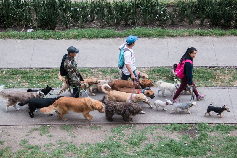 Paseadores de perros en la Ciudad de México