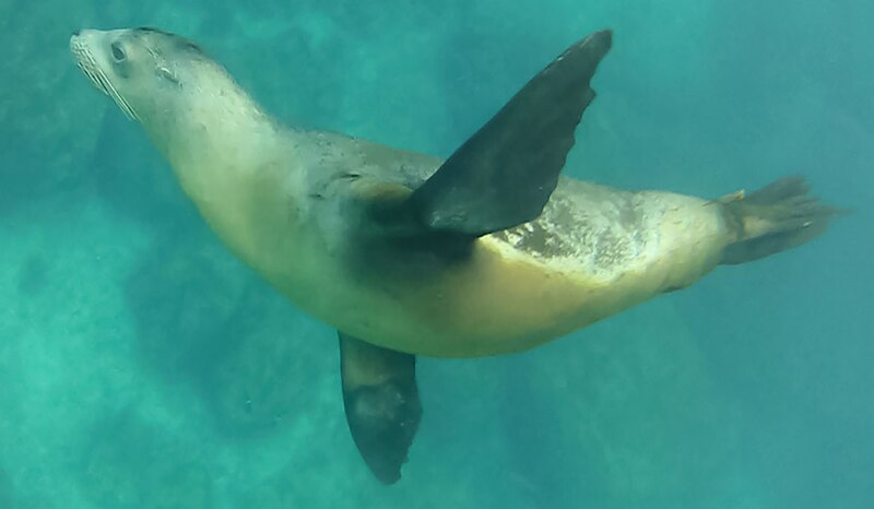 Lobo marino nadando en el mar