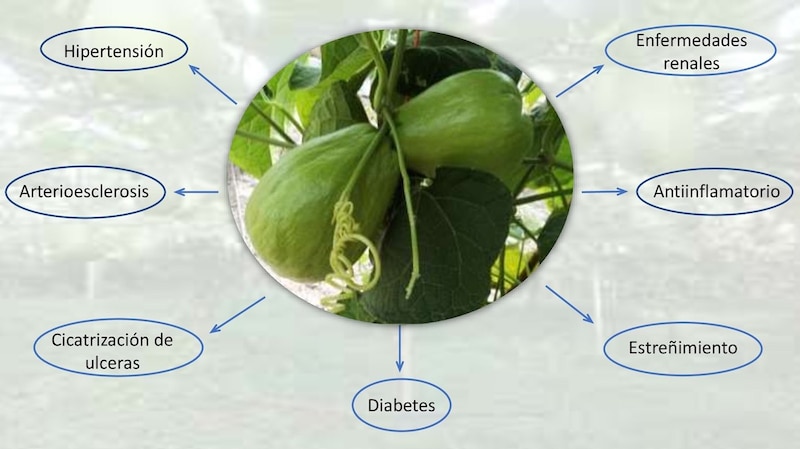 Propiedades medicinales del chayote