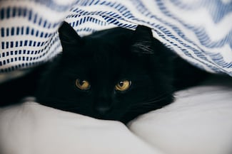 Enfermedades urinarias y renales en gatos: señales de alerta, causas y cómo prevenirlas
