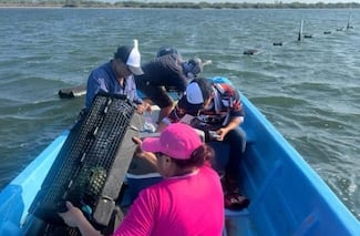 Tamaulipas consolida su producción de ostión