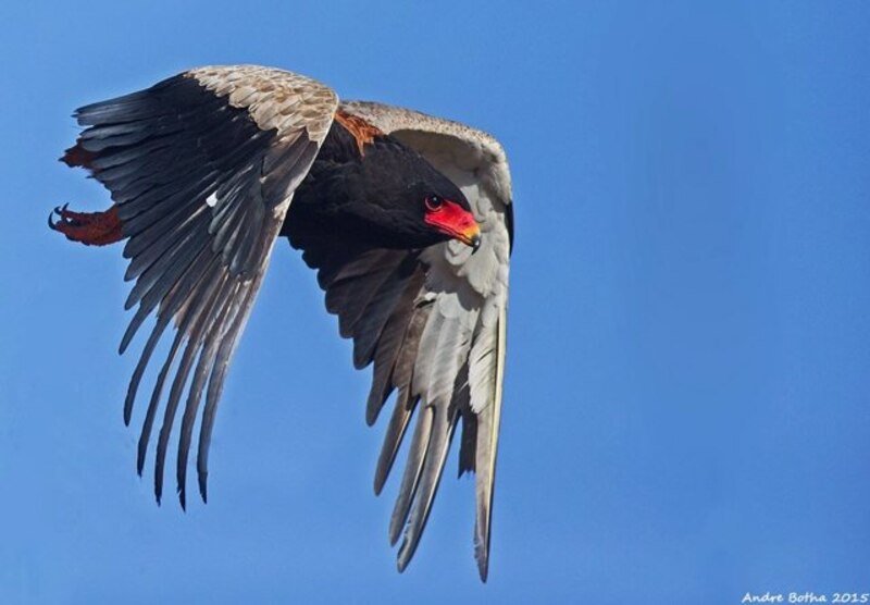 Águila volando