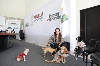 Lanzan en Puebla campañas “Patitas contra el Frío” y “Croquetízate con Corazón”