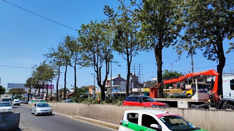 Árboles en la ciudad