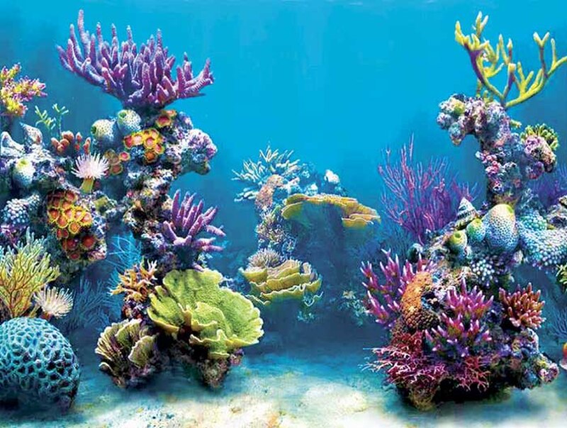 Arrecife de coral