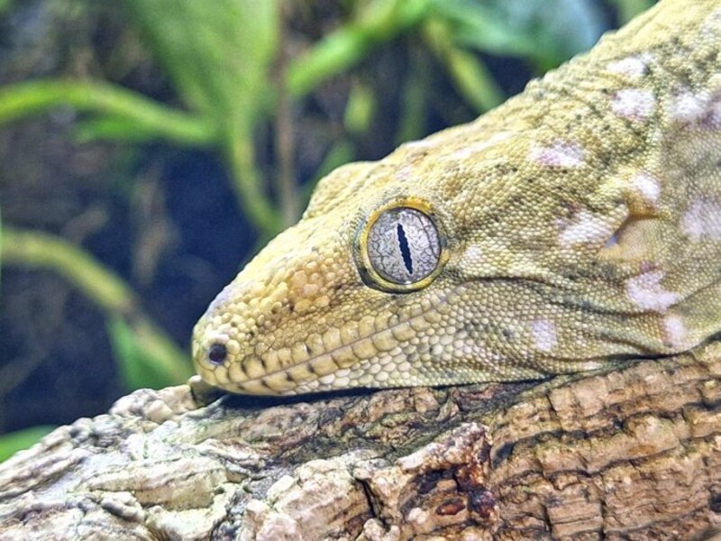 Un primer plano de la cara de un gecko
