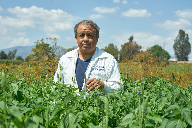 Un agricultor inspecciona un campo de lavanda