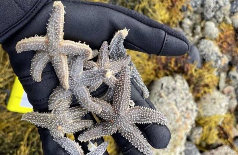 Estrellas de mar en una mano
