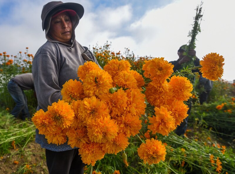 Cosecha de flores de cempasúchil en México