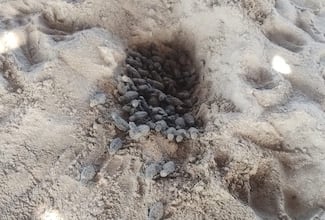 Marina protege eclosión de tortugas en playa Sabancuy, Campeche