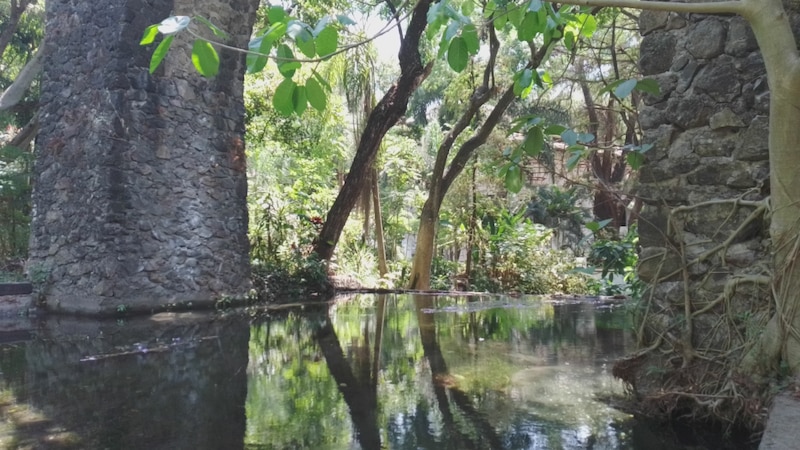 Un estanque en un jardín