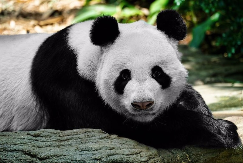 Panda gigante