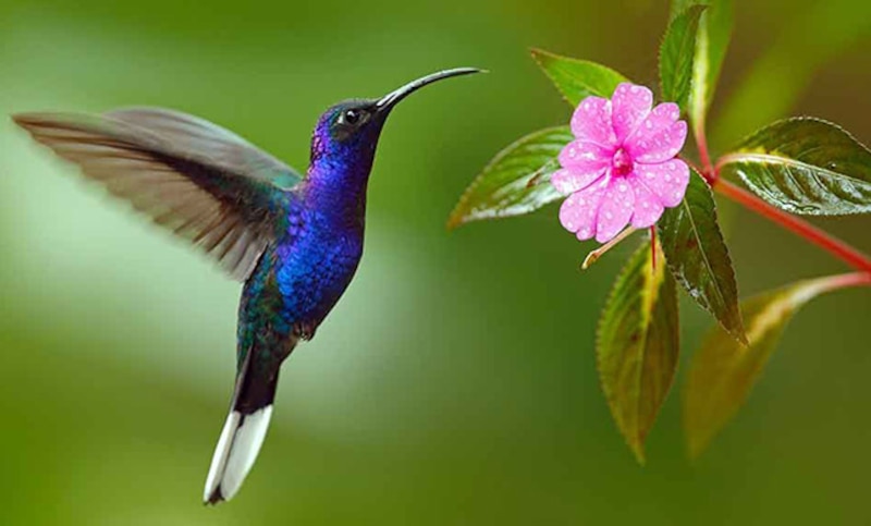 Colibrí volando hacia una flor
