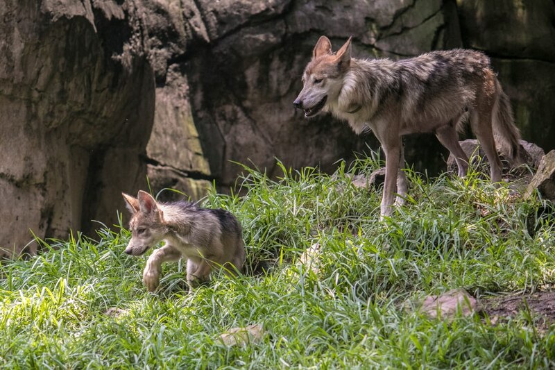 Cachorro de lobo jugando con su madre