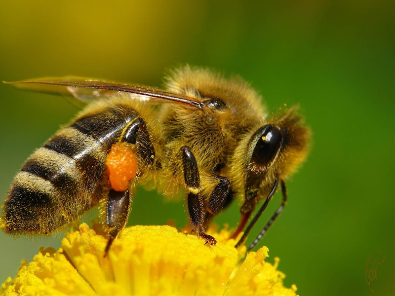 Abeja en una flor