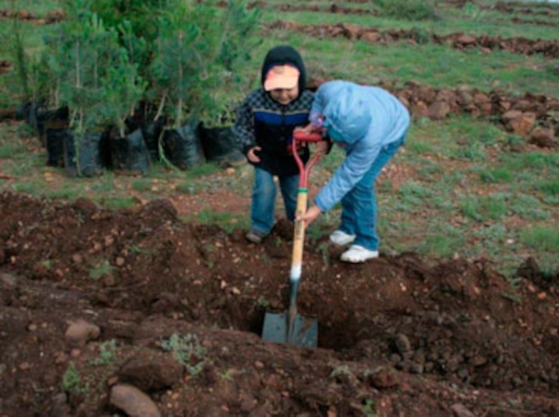 Cómo plantar un árbol