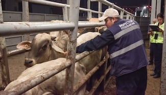 EU alista levantar la prohibición a la exportación de ganado mexicano: WSJ