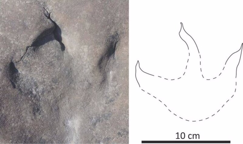 Huella fósil de dinosaurio