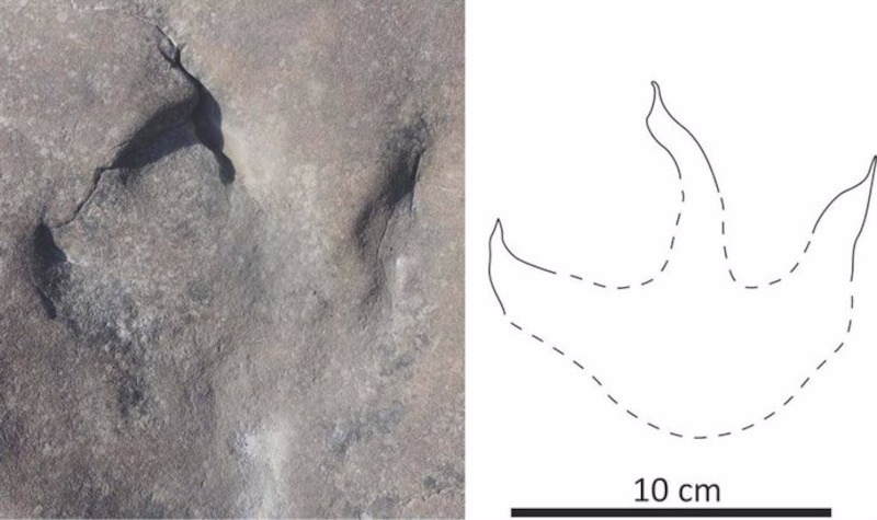 Huella fósil de dinosaurio