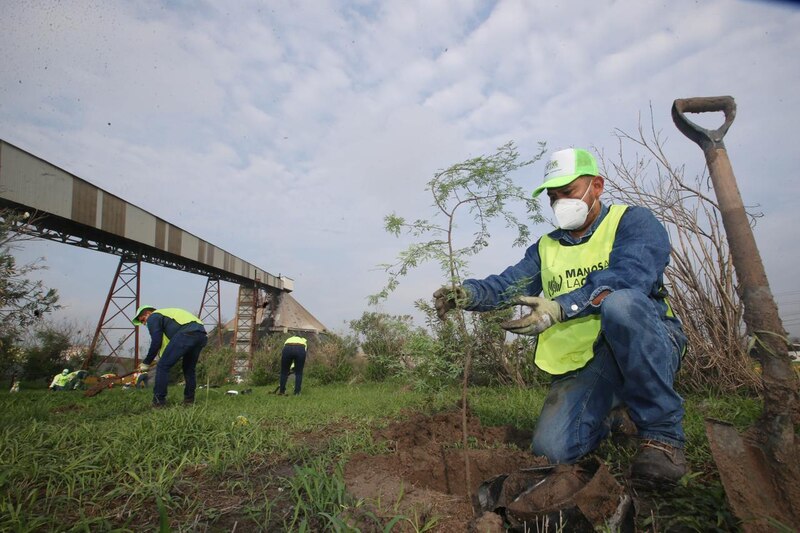 Reforestación en la Ciudad de México