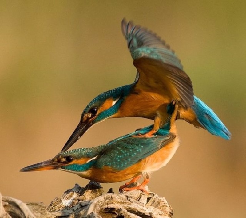 Martín pescador común (Alcedo atthis)