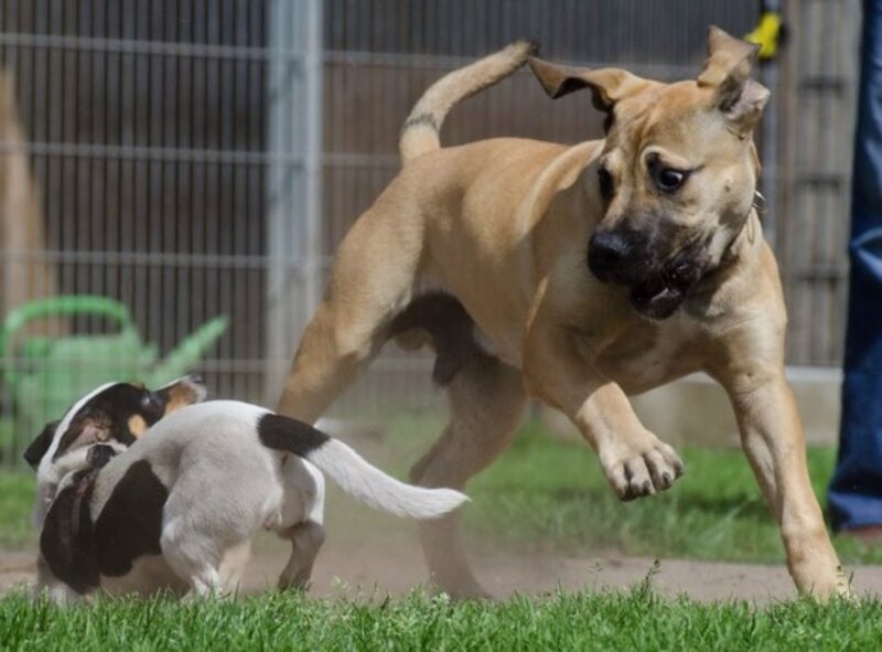 Perro grande corriendo tras dos perros pequeños