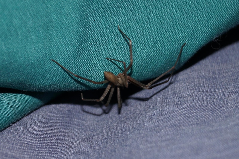 ¡Cuidado! Araña marrón en la cama