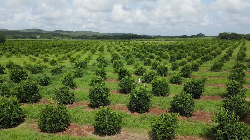 Cultivo de limones en España