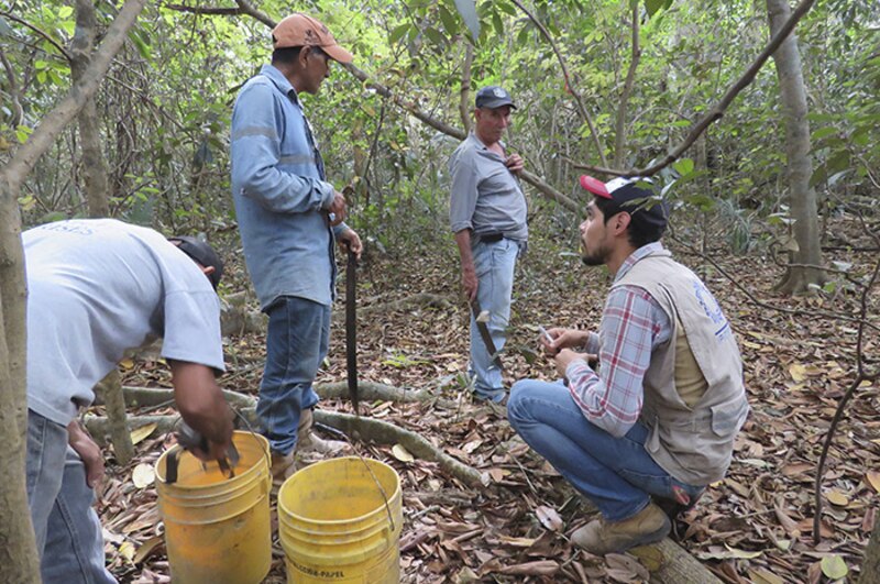 Campesinos cosechando café en una finca.