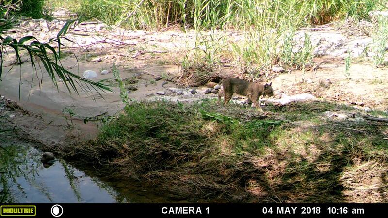 Lince caminando por la orilla del río