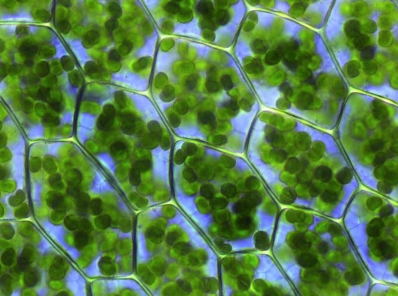 Células vegetales al microscopio