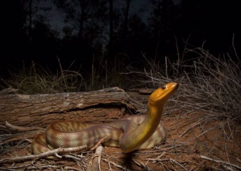 Serpiente pitón
