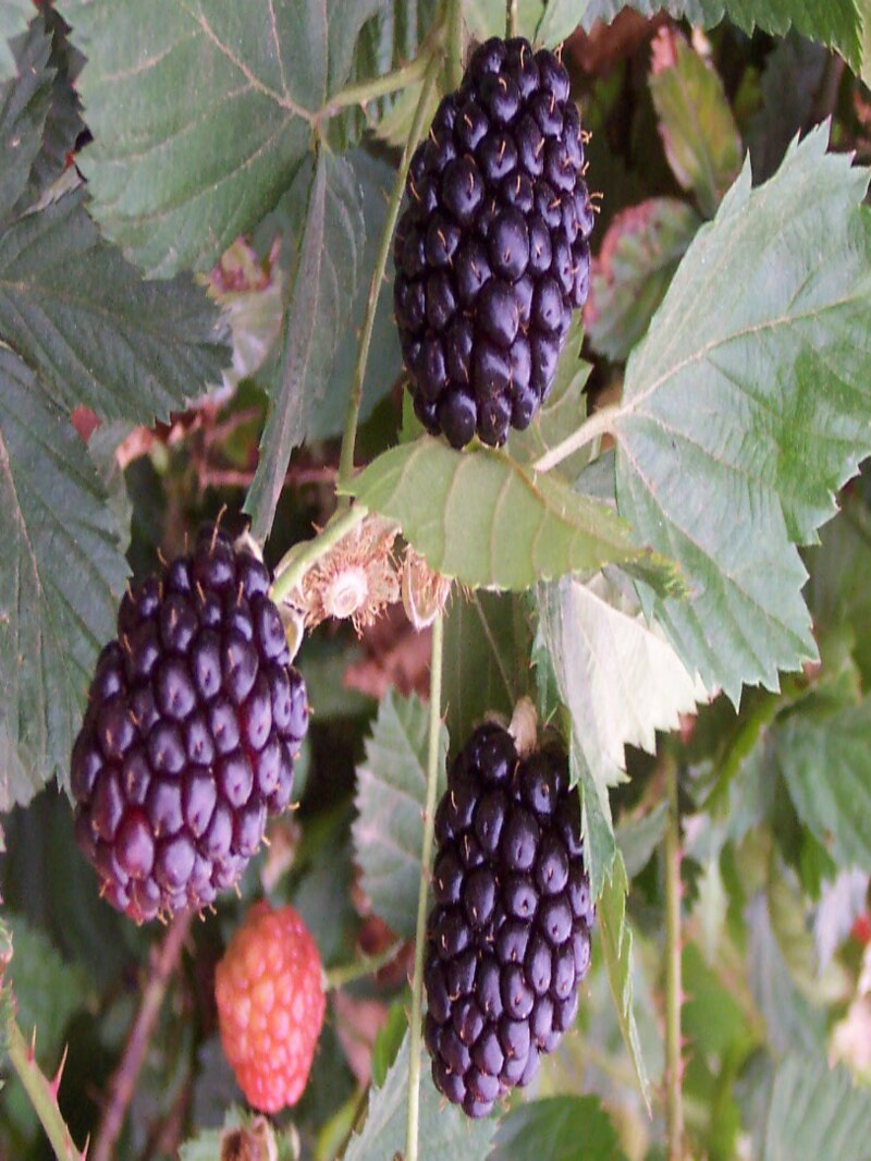 Moras