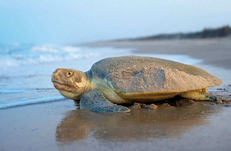 Tortuga marina en la playa