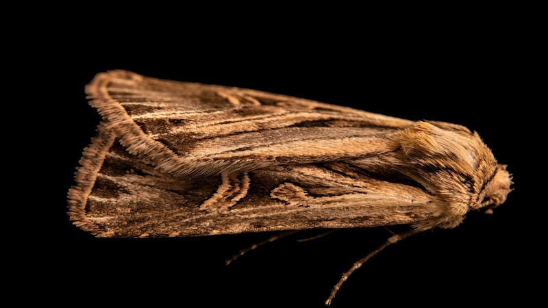 Polilla marrón