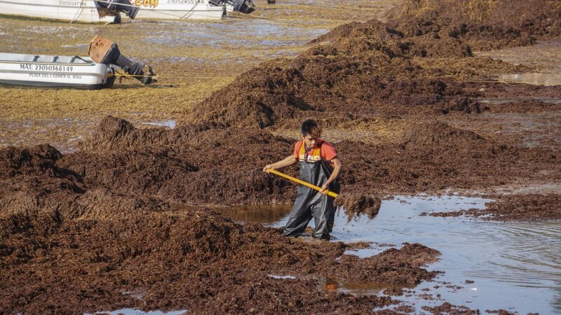 Un hombre recogiendo algas en una playa