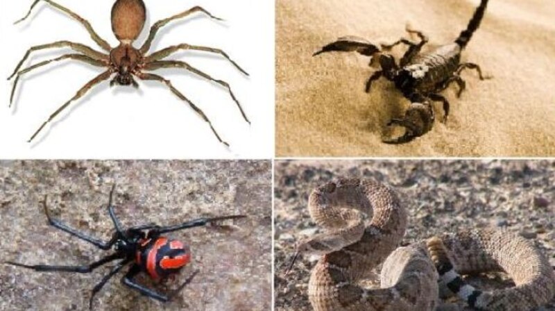 Los animales más venenosos del mundo