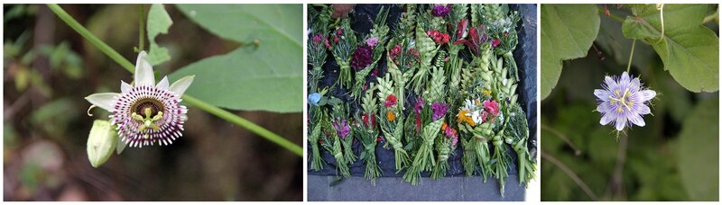Las flores más bellas del mundo