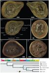 Desenmascaran el fósil del pulpo más antiguo, que era en realidad un pariente del nautilo