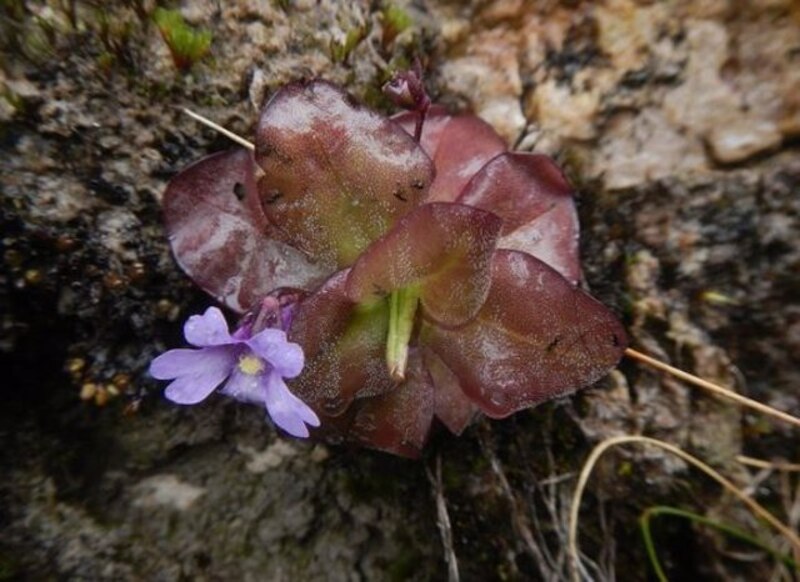 Flor púrpura de la planta carnívora Pinguicula moranensis