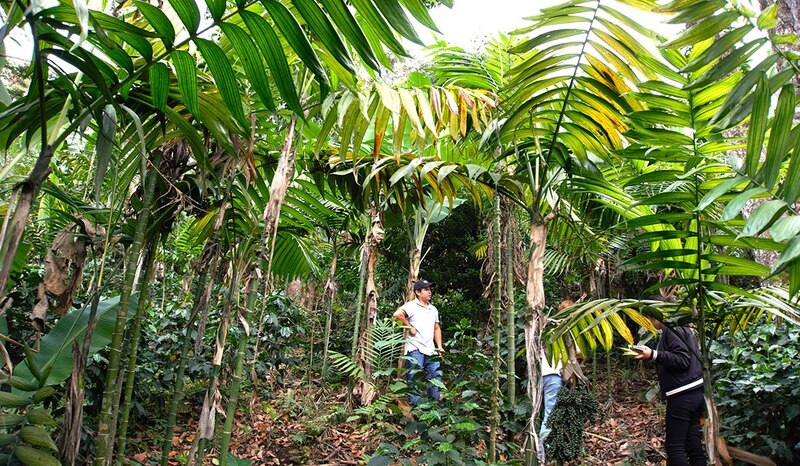 Cultivo de café en la sombra