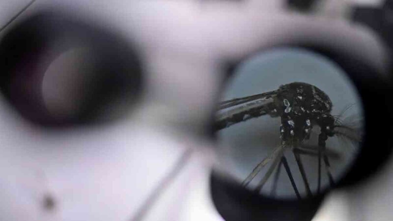 Mosquito bajo el microscopio